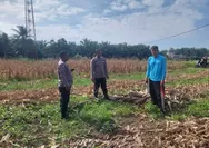 Dukung Swasembada Pangan, Polsek Tapung Laksanakan Pengecekan Lahan Jagung Pipil di Desa Indrapuri