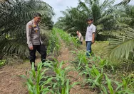 Tak Kenal Lelah, Kapolsek Tapung Turun Langsung ke Lapangan Cek Perkembangan Tanaman Jagung