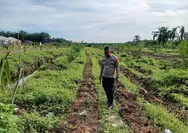 Dukung Ketahanan Pangan, Bhabinkamtibmas Desa Sumber Makmur Rutin Cek Pertumbuhan Tanaman Jagung Pipil