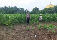 Pastikan Tumbuh dengan Baik, Polsek Tapung Rutin Lakukan Pengecekan Tanaman Jagung Pipil