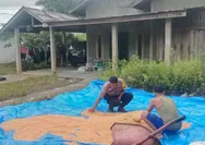 Dukung Ketahanan Pangan, Polsek Batu Hampar Monitoring Penjemuran Jagung Pipil 