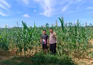 Polsek Tapung Monitoring Pertumbuhan Jagung Pipil, Tingkatkan Swasembada Pangan Nasional di Desa Batu Gajah