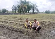 Dukung Program Ketahanan Pangan, Polsek Tapung Terus Pantau Pertumbuhan Jagung Petani Binaan