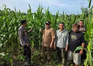 Dukung Swasembada Pangan, Kapolsek Tapung Bersama BPP, Kades dan Kelompok Tani Lakukan Pengecekan Lahan Jagung