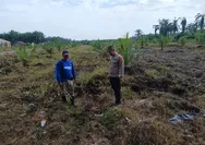 Dukung Swasembada Pangan, Bhabinkamtibmas PolsekTapung Dampingi Petani Lakukan Perawatan Tanaman Jagung