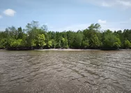 Kepala Desa Batang Sari Ajak Masyarakat dan Pemilik Kebun Sawit Jaga Ekosistem Mangrove serta Kamtibmas