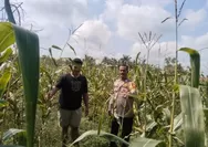 Dukung Swasembada Pangan, Bhabinkamtibmas Desa Muara Mahat Baru Monitoring Pertumbuhan Jagung Pipil 