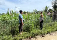 Bhabinkamtibmas Desa Batu Gajah Terus Monitoring Pertumbuhan Jagung Pipil Dilahan Seluas 0,5 Hektare