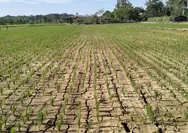 Waspada! BMKG Prediksi Puncak Kemarau Terjadi Juli-September 2026