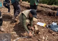Lagi, Harimau Sumatera Terkam Manusia di Riau