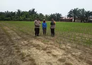 Polsek Tapung Terus Pantau Tanaman Jagung Petani, Komitmen Dukung Ketahanan Pangan