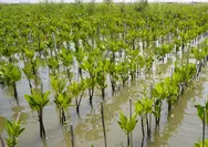 Kepolisian Menjaga Mangrove: Etika Tanggung Jawab Menghadirkan Keamanan Ekologis Melalui Green Policing