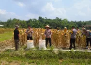 Kapolsek Rumbai Barat Hadiri Panen Jagung Pipil, Dukung Ketahanan Pangan