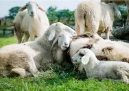 Di antara Sapi, Onta atau Kambing, Ini Hewan Pilihan Rasulullah SAW Saat Berkurban di Perayaan Jelang Idul Adha 