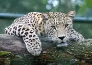 9 Macan Tutul Lembang Kabur dari Kandang, BBKSDA Ungkap Fakta Mengejutkan di Hutan Lindung Tangkuban Parahu