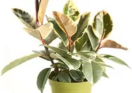 10 Tanaman Penyerap Panas yang Bikin Rumah Adem, Hemat Listrik, dan Ramah Bumi