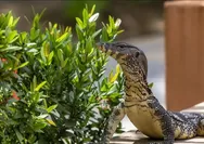 Mengejutkan! Indonesia Ekspor 476 Ribu Biawak, Ahli Ingatkan Bahaya bagi Ekosistem
