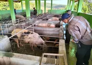 Puluhan Babi Mati di Terang Boleng Manggarai Barat NTT, Diduga Akibat ASF