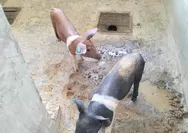 40 Ekor Babi Mati di Liang Sola Lembor Manggarai Barat NTT, Diduga Akibat ASF