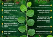 Daun Bidara Makin Populer, Ini Sederet Manfaatnya bagi Kesehatan!