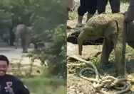 Kawanan Gajah Liar  Serbu Mess Karyawan di Riau hingga Robohkan Tembok, Apa yang Sebenarnya Terjadi?