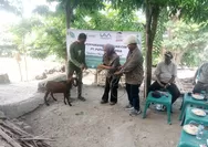Dari Kalikur WL, Lembata: 23 Ekor Kambing Tebar Harapan, Peternak Sambut Masa Depan Baru