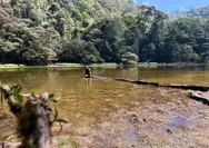 Pesona Poco Likang Manggarai, Jalur Pendakian bak Negeri Dongeng dengan Hutan Lumut yang Memesona