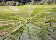 Bukan Sulap, Bukan Lukisan! Sawah Unik Berbentuk Jaring Laba-Laba Ini Ada di Flores
