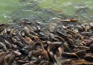 Cara Membuat Ikan Lele Senang Makan: Rahasia Sukses Budidaya Lele yang Menguntungkan