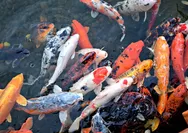 Cara Memulai Usaha Ikan Koi: Peluang Bisnis Menjanjikan dari Blitar