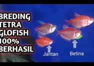 Cara Mengawinkan Ikan Tetra Glofish Anti Ribet, Pasti Berhasil Telur Melimpah