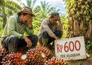 Kasihan Petani, Harga Sawit Ada Yang Hanya Rp600 per Kilogram