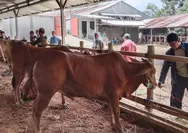 Harga Sapi Kurban di Tasikmalaya Naik Rp2 Juta per Ekor, Sistem Timbang Hidup Kini Jadi Primadona Konsumen