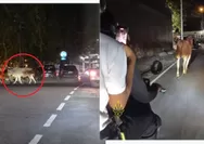 Viral Sapi Kurban Lepas di Dekat Stasiun Klaten, Warga Panik Kejar hingga Jalanan Mendadak Ricuh