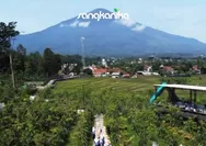 Sangkanika Kuningan, Wisata Edukatif Terbaik dengan Kebun Buah Naga Kuning Terbesar di Indonesia