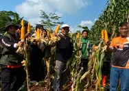 Didi Sukardi Dorong Ketahanan Pangan Lewat Panen Jagung PKS Ciamis dan Pemberdayaan Petani