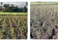 Hujan Tak Kunjung Turun, Petani Kota Tasikmalaya Waswas Lahan Pertanian Terancam Puso