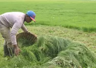 Rumput Situ Gede Kota Tasik Jadi Berkah, Para Penyabit Rumput Raup Penghasilan di Tengah Kemarau
