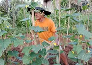 Lahan Sawah Kering, Petani Kota Tasikmalaya Beralih ke Tanaman Palawija untuk Bertahan di Musim Kemarau