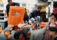 Harga Telur Anjlok, 1.600 Ayam Afkir Dibagi Gratis di Malioboro Jadi Sinyal Krisis Peternak DIY