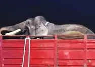 Viral Dua Gajah Dipindah dari Jogja ke Kaltim, Kemenhut Ungkap Alasan dan Kondisi Deo dan Sinta