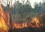 Taman Nasional Way Kambas Terbakar, Petugas Hadapi Lahan Gambut Kering dan Sulitnya Akses