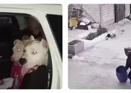 Anjing Pitbull Serang Bocah 9 Tahun di Bandung, 2 Ekor Kini Dikarantina Usai Korban Dapat 27 Jahitan