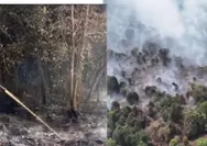 Karhutla Riau 2026 Bakar 904 Hektare, Polda Riau Ungkap 40 Tersangka dan Dugaan Motif Buka Lahan
