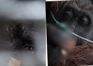 Sampurna Orang Utan Ketapang Terbaring Lemas akibat Asap Karhutla Kalbar, Ditemukan di Kebun Warga