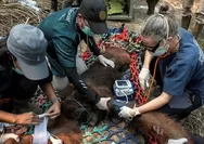 Nekropsi Ungkap Kondisi Paru-Paru Orang Utan Sampurna, Paparan Asap Karhutla Ketapang Jadi Dugaan