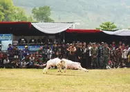 Domba Garut Bisa Tembus Rp400 Juta, Grand Final SKDG 2026 Jadi Penggerak Budaya dan Ekonomi Peternak