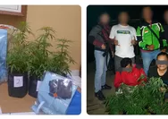 Nekat Tanam Ganja Ditengah Kebun Cabai, Dua Orang Warga Rajapolah Kabupaten Tasikmalaya Diamankan Polisi
