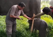 Good News, Sumatran Elephant Born in Way Kambas National Park