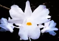 Dendrobium mutabile (Blume) Lindl, Endemic Orchid of Java and Sumatra, Precious Collection of Kuningan Botanical Garden